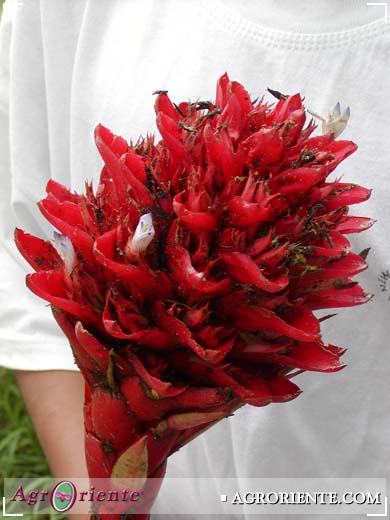 Bromelias - Chevaliera magdalenae
